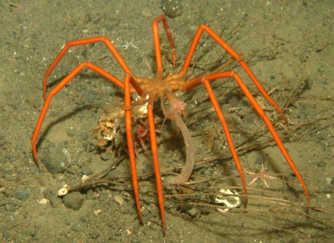 Antarctic Sea Spider © Julian Gutt